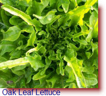 Oak Leaf Lettuce