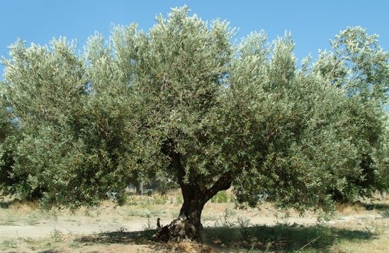 Olive Tree